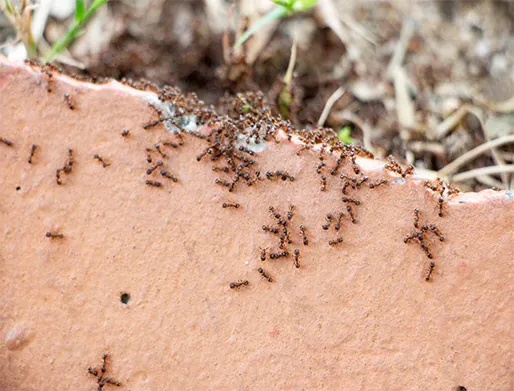 Dedetização de Formigas em Itapecerica da Serra