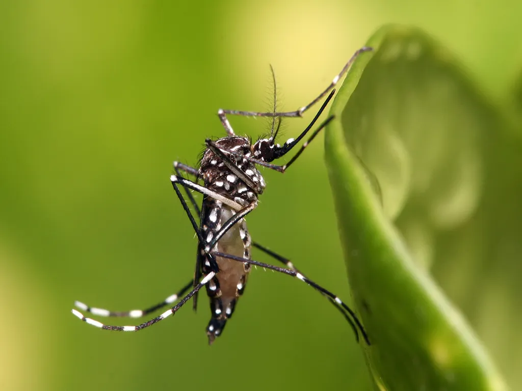 Dedetização de Mosquitos em Itapecerica da Serra